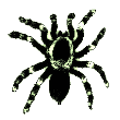 Arachnid